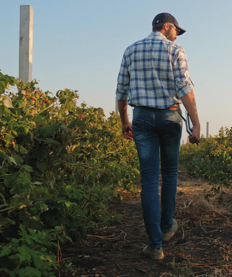 A man walking through strawberry crops